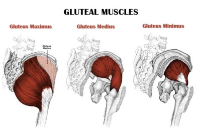 strengthen your glutes - anatomy